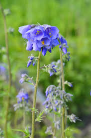 Attēlu rezultāti vaicājumam “Polemonium caeruleum leaf”