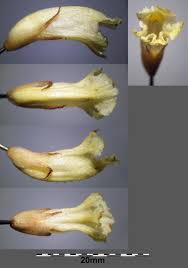 Attēlu rezultāti vaicājumam “Orobanche elatior bud”