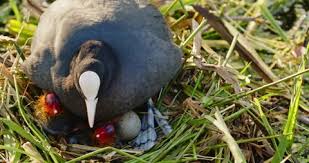 Attēlu rezultāti vaicājumam “Fulica atra eggs”