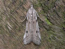 Attēlu rezultāti vaicājumam “Phycitodes binaevella”