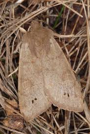 Attēlu rezultāti vaicājumam “Orthosia munda”