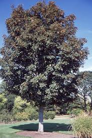 Attēlu rezultāti vaicājumam “Acer pseudoplatanus”