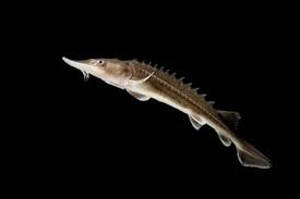 Image result for Acipenser transmontanus