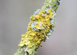 Attēlu rezultāti vaicājumam “Xanthoria polycarpa”