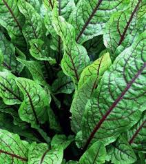 Image result for Rumex sanguineum