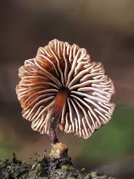 Attēlu rezultāti vaicājumam “Physarum, Nannengaella sp.”