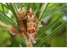 Attēlu rezultāti vaicājumam “Rhyacionia pinicolana”