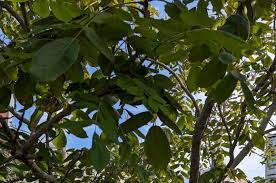 Attēlu rezultāti vaicājumam “Juglans mandshurica”