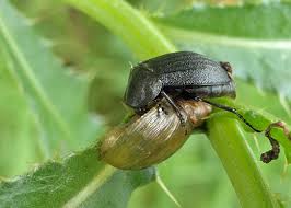 Attēlu rezultāti vaicājumam “Phosphuga atrata”