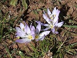 Attēlu rezultāti vaicājumam “Colchicum szovitsii subsp. szovitsii”