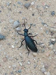 Attēlu rezultāti vaicājumam “Meloidae”