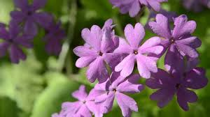 Attēlu rezultāti vaicājumam “Primula farinosa flower”