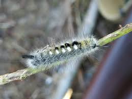 Attēlu rezultāti vaicājumam “Gynaephora selenitica larva”