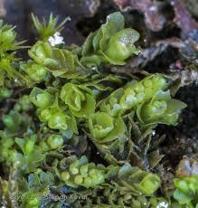 Attēlu rezultāti vaicājumam “Leiocolea collaris”