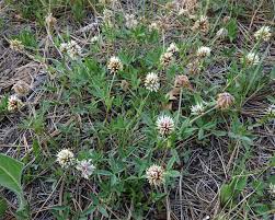 Attēlu rezultāti vaicājumam “Trifolium hybridum flower”