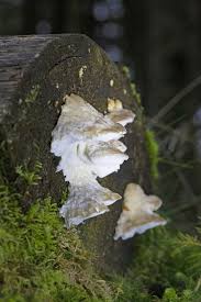 Attēlu rezultāti vaicājumam “Postia sericeomollis”