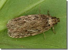 Attēlu rezultāti vaicājumam “Depressaria olerella”