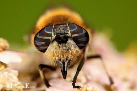 Attēlu rezultāti vaicājumam “Heptatoma pellucens”