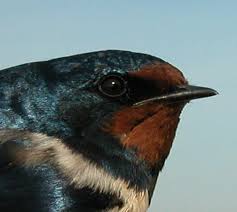 Attēlu rezultāti vaicājumam “Delichon urbicum adult”