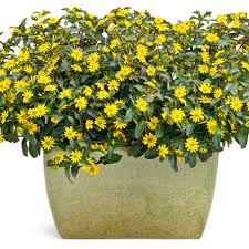 Image result for Sanvitalia procumbens