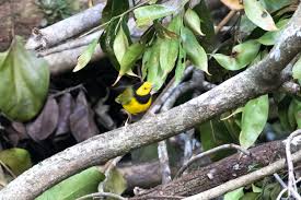 Image result for Wilsonia citrina