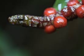 Attēlu rezultāti vaicājumam “Eriophorum gracile fruit”