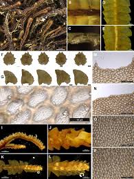 Attēlu rezultāti vaicājumam “Harpanthus flotovianus cells”