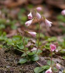 Attēlu rezultāti vaicājumam “Linnaea borealis flower”