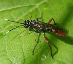 Attēlu rezultāti vaicājumam “Tenthredo scrophulariae exuvia”