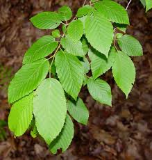 Attēlu rezultāti vaicājumam “Carpinus”