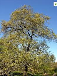 Attēlu rezultāti vaicājumam “Ulmus laevis”