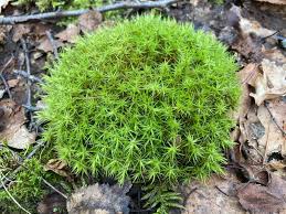 Attēlu rezultāti vaicājumam “Polytrichum commune”