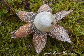 Attēlu rezultāti vaicājumam “Diderma subincarnatum”