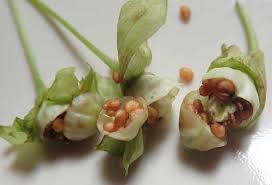 Attēlu rezultāti vaicājumam “Scopolia carniolica flower”