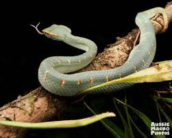 Attēlu rezultāti vaicājumam “Closterotomus biclavatus imago”