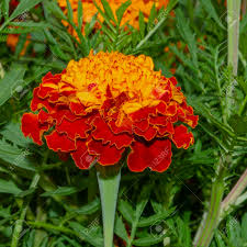 Attēlu rezultāti vaicājumam “Tagetes flower”