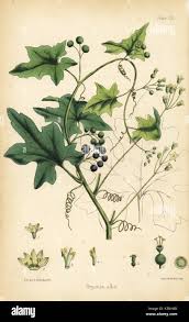 Attēlu rezultāti vaicājumam “Bryonia alba”