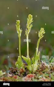 Attēlu rezultāti vaicājumam “Hammarbya paludosa”