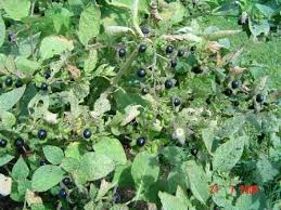 Image result for beladona