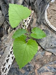 Attēlu rezultāti vaicājumam “Lunaria rediviva leaf”
