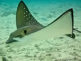 Image result for Aetomylaeus bovinus