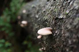 Attēlu rezultāti vaicājumam “Panellus serotinus”