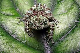 Attēlu rezultāti vaicājumam “Eudemis porphyrana”