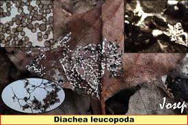 Attēlu rezultāti vaicājumam “Diachea leucopodia”