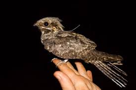 Attēlu rezultāti vaicājumam “Caprimulgus europaeus juvenile”