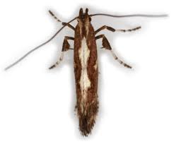 Attēlu rezultāti vaicājumam “Calybites phasianipennella”