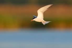 Attēlu rezultāti vaicājumam “Sterna hirundo adult”