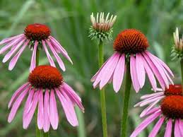 Image result for Echinacea angustifolia