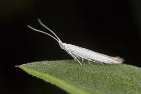 Attēlu rezultāti vaicājumam “Coleophoridae”