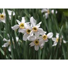 Attēlu rezultāti vaicājumam “Narcissus poeticus”